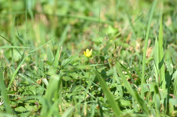 Gul blomma — Stockfoto