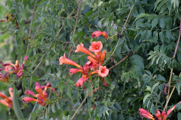 kırmızı çiçekler