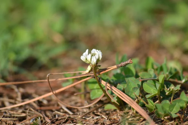 Vit blomma — Stockfoto