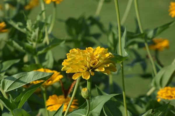 Fiori gialli — Foto Stock