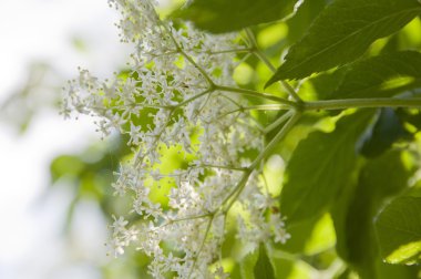 Elderflowers