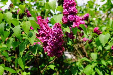 Mayıs ayında şehir parkında mor açan leylak bir çalılık.