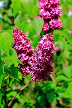 Mayıs ayında pembe-mor açan bir leylak çalısı.