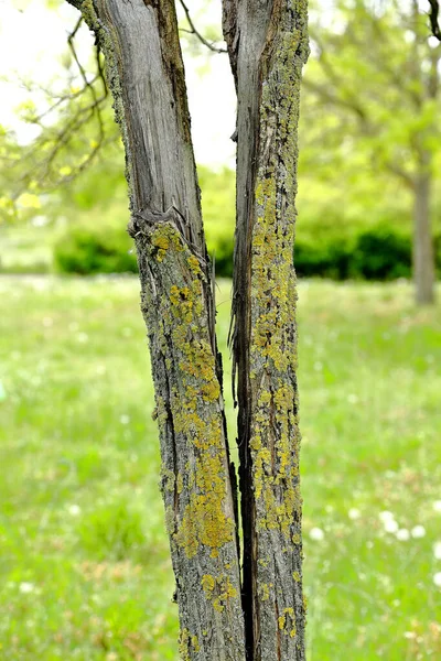 Şehir parkında büyüyen yaşlı bir ağaç.