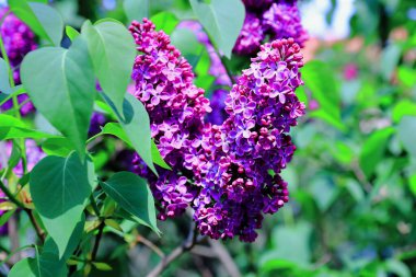 Mayıs ayında bir botanik bahçesinde mor çiçek açan leylak çalısı.