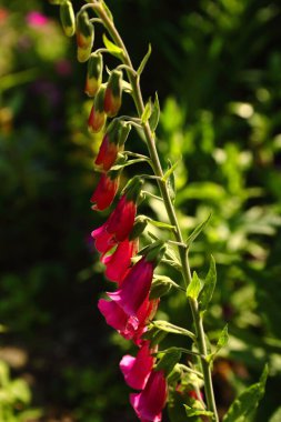 The pink foxglove that blooms in the backyard garden in summer