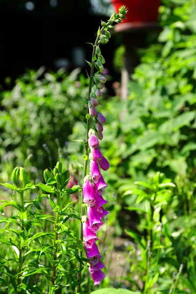 The pink foxglove that blooms in the backyard garden in summer