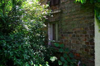 Sarmaşık ve çalılarla kaplı eski bir mutfak penceresi.