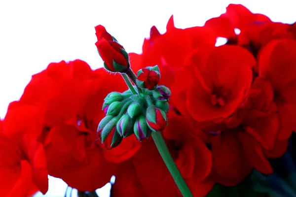 Sardunya tomurcukları yazın bahçede kırmızıya döner.