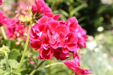 Bahçe bahçesinde yazın kırmızı açan begonyalar.