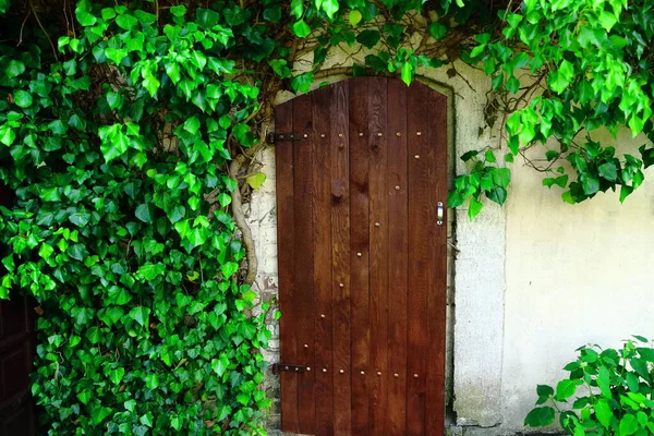 The door of an old summer kitchen overgrown with ivy
