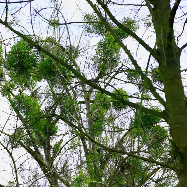 Visco Parasita Árvore Início Primavera — Fotografia de Stock