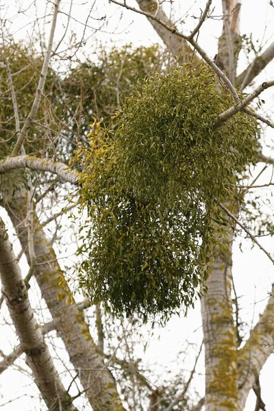 Vischio Parassita Albero All Inizio Della Primavera — Foto Stock