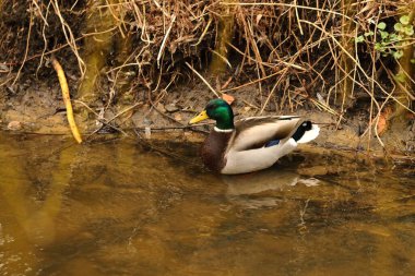 Şehir nehrinde yüzen renkli bir ördek