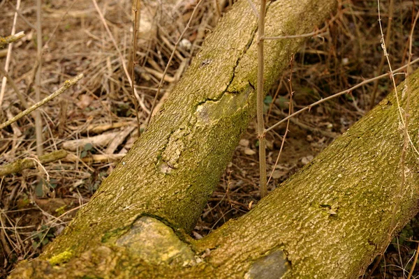 Stare Drzewa Gałęzie Spadły Podmiejskim Lesie — Zdjęcie stockowe