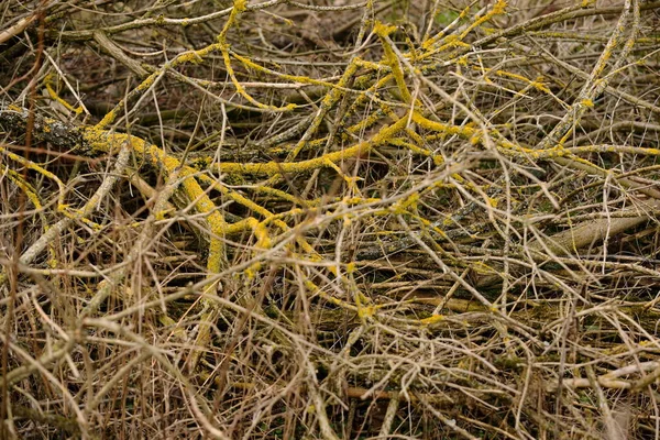 Arbres Anciens Branches Tombées Dans Une Forêt Banlieue — Photo