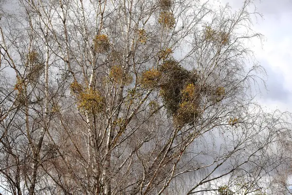 Jemioła Pasożytuje Drzewo Wczesną Wiosną Przedmieściach — Zdjęcie stockowe
