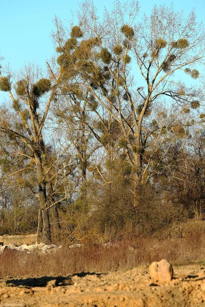 Ökseotu, ilkbaharın başlarında bir banliyö açıklığında bir ağacı asalak gibi parçalıyor.