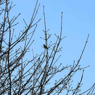 Banliyöde bir ağaçta oturan küçük bir kuş