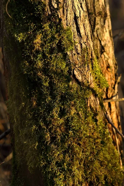 Ett Gammalt Mossträd Förort Skog — Stockfoto