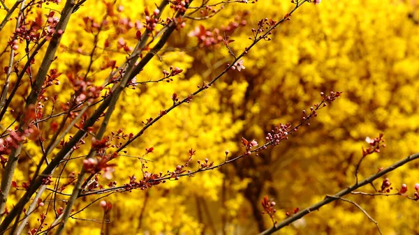 Árvores Arbustos Que Florescem Rosa Amarelo Primavera Parques Playgrounds Cidade — Fotografia de Stock