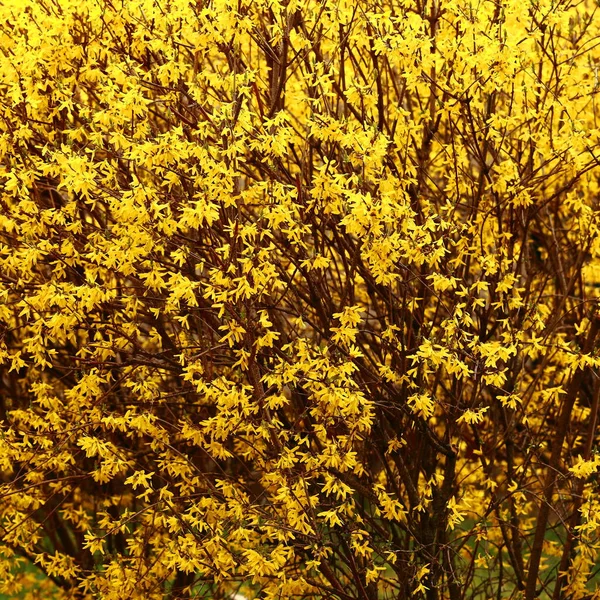 Кусты Которые Цветут Желтыми Весной Городских Парках Детских Площадках — стоковое фото