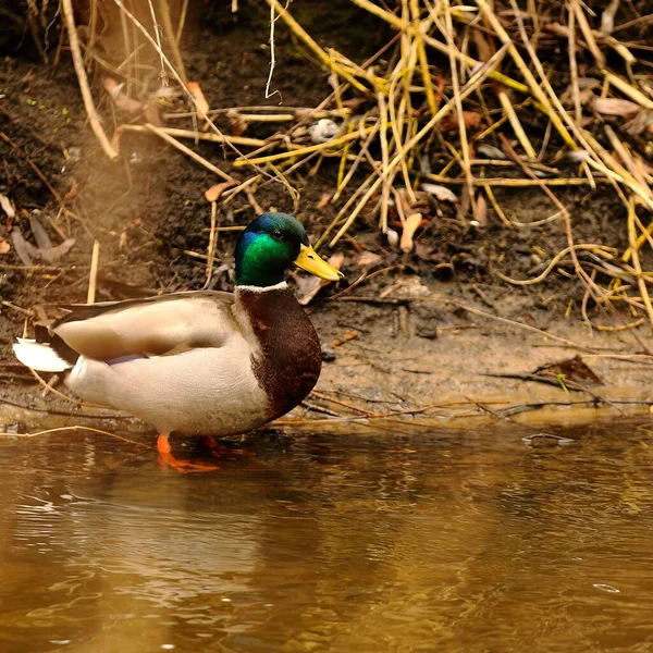 Canard Coloré Bord Une Rivière Urbaine — Photo