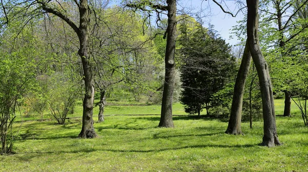 Árboles Arbustos Con Flores Primavera Jardín Botánico —  Fotos de Stock