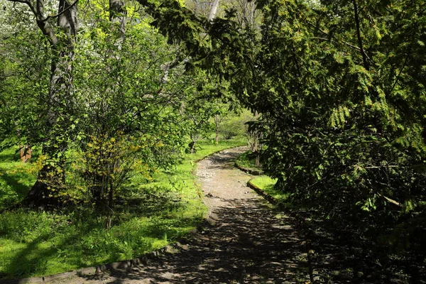 Árboles Arbustos Con Flores Primavera Jardín Botánico —  Fotos de Stock