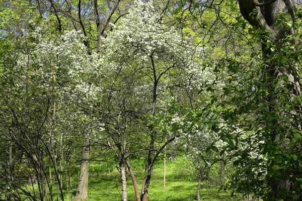 Árboles Arbustos Con Flores Primavera Jardín Botánico —  Fotos de Stock