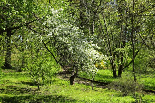 Árboles Arbustos Con Flores Primavera Jardín Botánico —  Fotos de Stock