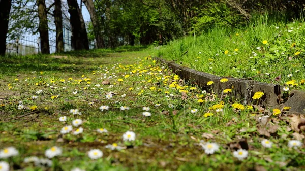 Pampelišky Kvetoucí Žlutě Jaře Příměstském Botanickém Parku — Stock fotografie