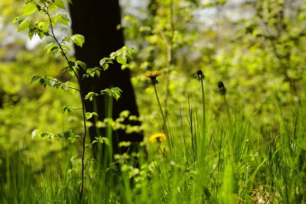 İlkbaharda botanik parkında çiçek açan karahindibalar.