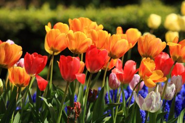 İlkbaharda botanik bahçesinde renkli çiçekler açan çiçekler.