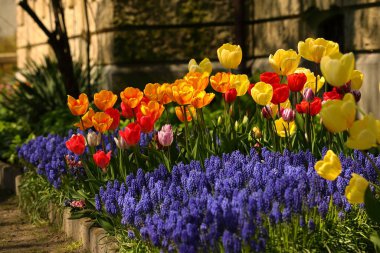 İlkbaharda botanik bahçesinde renkli çiçekler açan çiçekler.
