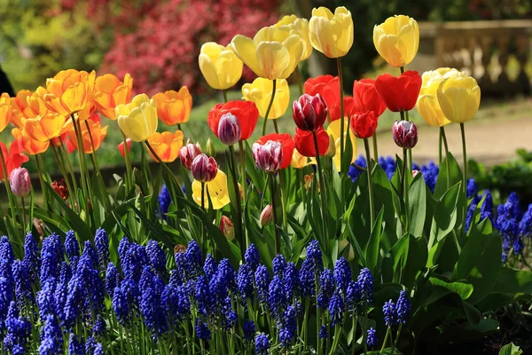 İlkbaharda botanik bahçesinde renkli çiçekler açan çiçekler.