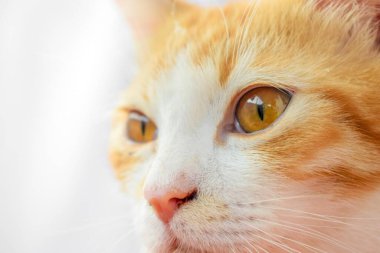 Caz kedisi. Bir kedinin yüzü şirin ve sağlıklıdır.