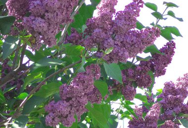 Gecenin kaktüsü Qween çiçek açıyor.