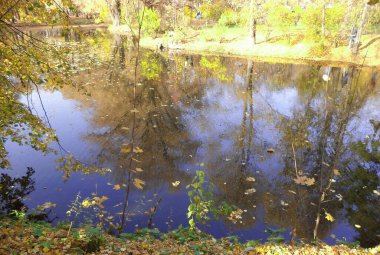 Gecenin kaktüsü Qween çiçek açıyor.