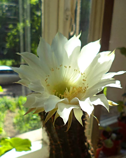 Blooming Cactus Queen Night — 스톡 사진