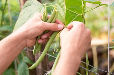 Sebze bahçesinde organik yeşil fasulyeler toplanıyor..