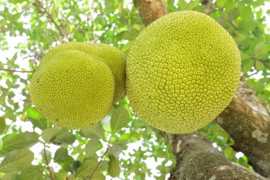 Jackfruit ve Jackfruit ağaçları bir dala asılı..