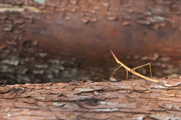 Kuru bir ağaç gövdesine böcek yapıştır.