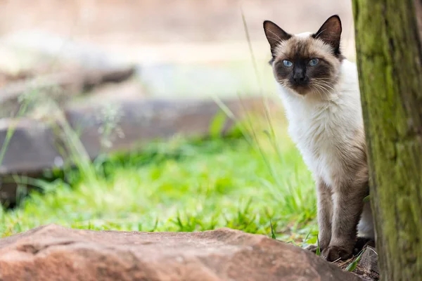 Kedi ağaç gövdesinin arkasından izliyor.