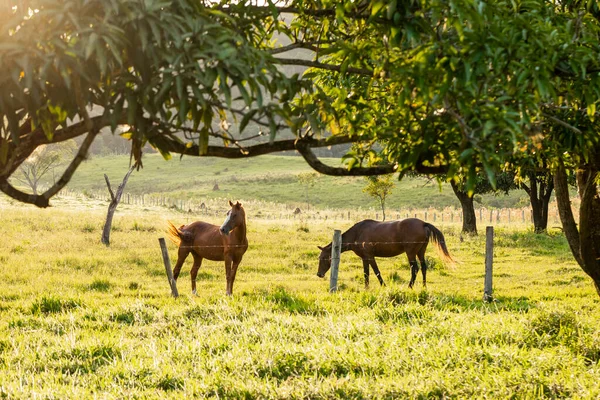 Alacakaranlıkta çimlerin üzerinde iki at.