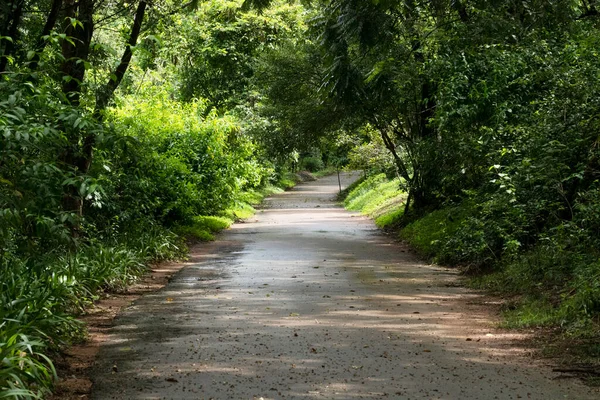 Yeşil ormanın ortasında bir yol..
