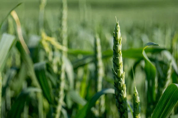 小麦の幼穂 — ストック写真
