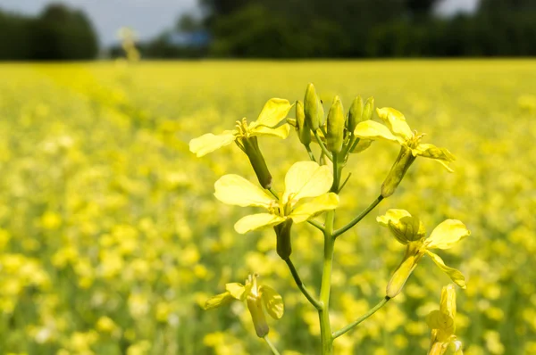 Virág mustár — Stock Fotó