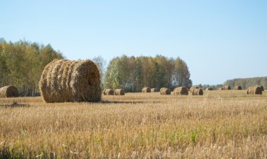 bir kaç balya saman sahada