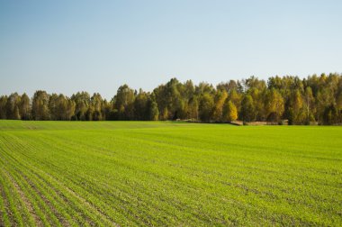 Bahar bitkileri alanında genç sürgünler